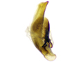 Agonum emarginatum